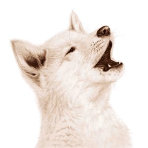 page 7 of book of aussie babies - image of dingo pup