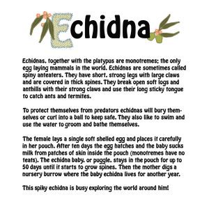 page 8 of book of aussie babies - facts about echidnas
