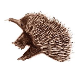 page 9 of book of aussie babies - image of echidna baby