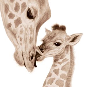 page 4 of the mothers and babies book - baby giraffe giving his mum a sloppy kiss!