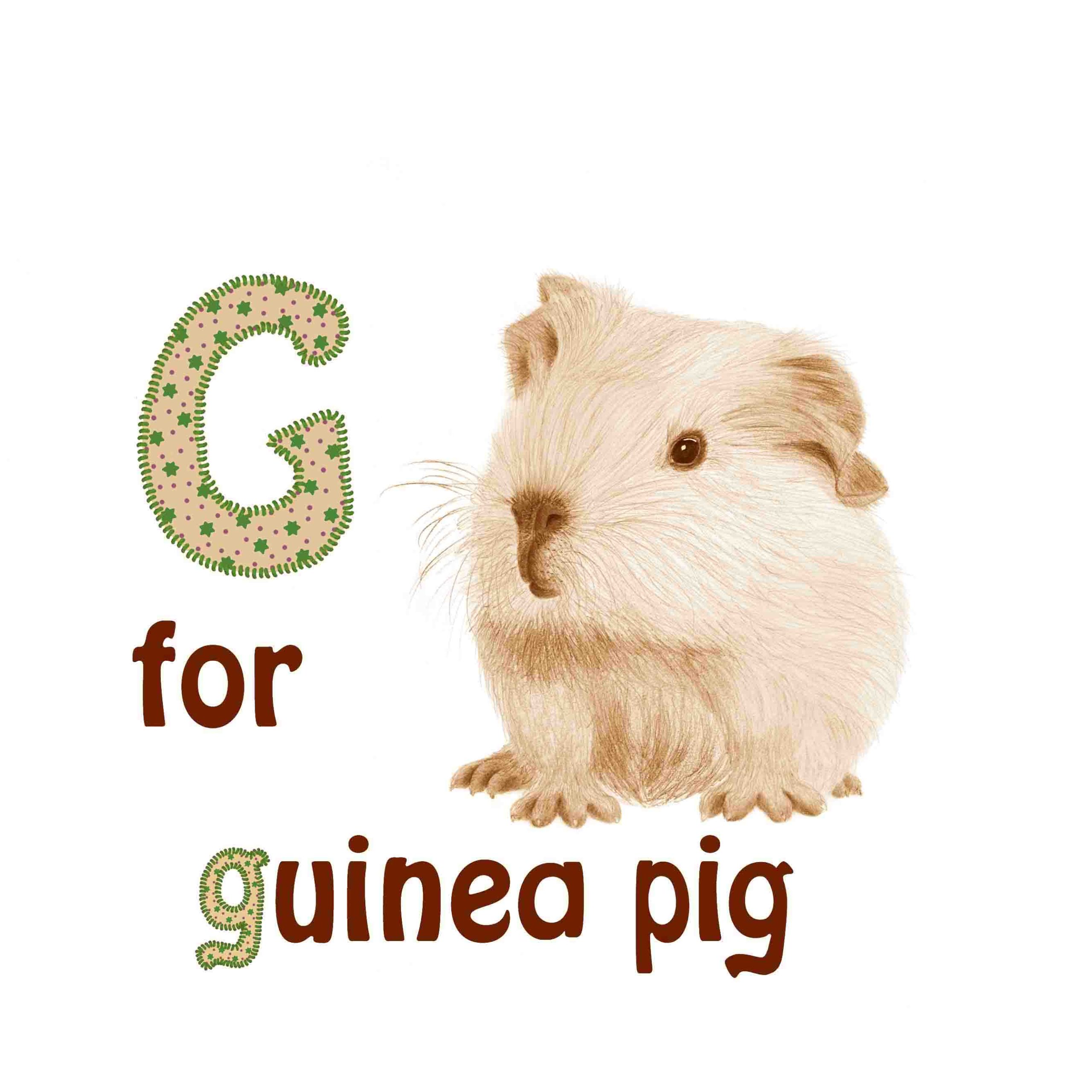 book - An abc of baby animals - page 14