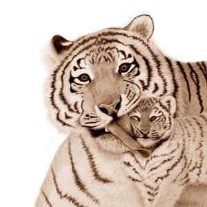 page 6 of the mothers and babies book - mama tiger giving her baby a sloppy kiss!