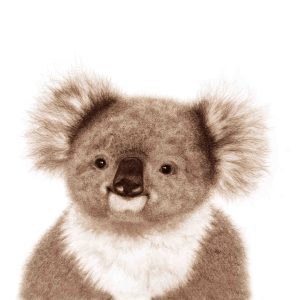 page 11 of book of aussie babies - image of koala joey