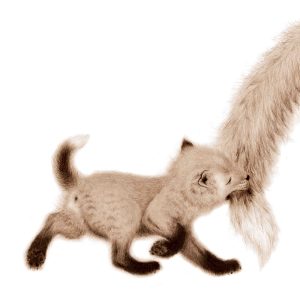 page 8 of the mothers and babies book - a naughty baby fox biting his mothers tail!