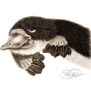 Baby platypus print