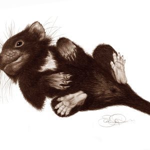 Tassie Devil print