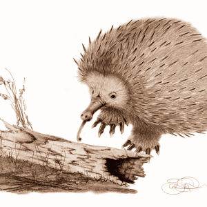 Spikey echidna print