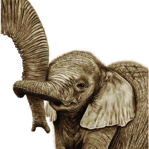 Wrinkly baby elephant holding onto mum's trunk