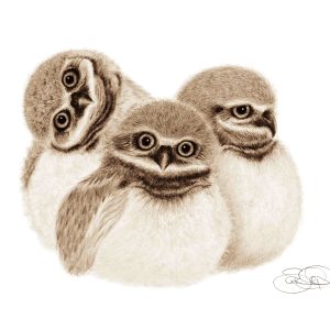 Baby owls print