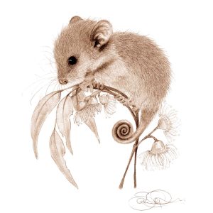 Pygmy possum print