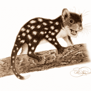 Spotted tailed quoll print